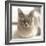 Close Up of a Blue American Burmese Cat-Rona Schwarz-Framed Photographic Print