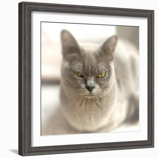 Close Up of a Blue American Burmese Cat-Rona Schwarz-Framed Photographic Print