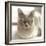 Close Up of a Blue American Burmese Cat-Rona Schwarz-Framed Photographic Print