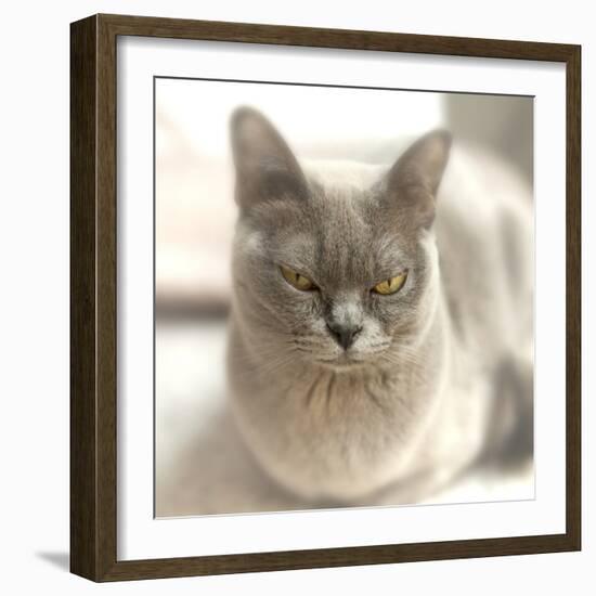 Close Up of a Blue American Burmese Cat-Rona Schwarz-Framed Photographic Print