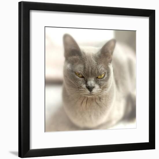 Close Up of a Blue American Burmese Cat-Rona Schwarz-Framed Photographic Print