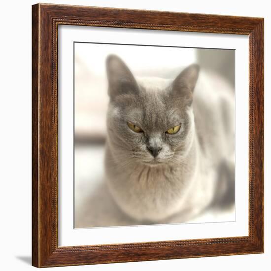 Close Up of a Blue American Burmese Cat-Rona Schwarz-Framed Photographic Print