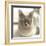 Close Up of a Blue American Burmese Cat-Rona Schwarz-Framed Photographic Print