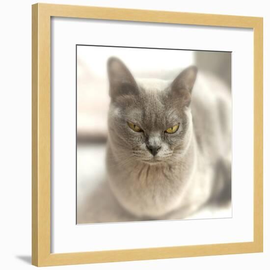 Close Up of a Blue American Burmese Cat-Rona Schwarz-Framed Photographic Print