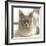 Close Up of a Blue American Burmese Cat-Rona Schwarz-Framed Photographic Print