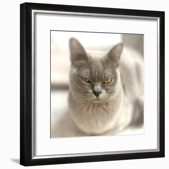 Close Up of a Blue American Burmese Cat-Rona Schwarz-Framed Photographic Print