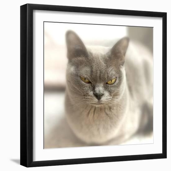 Close Up of a Blue American Burmese Cat-Rona Schwarz-Framed Photographic Print