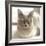 Close Up of a Blue American Burmese Cat-Rona Schwarz-Framed Photographic Print