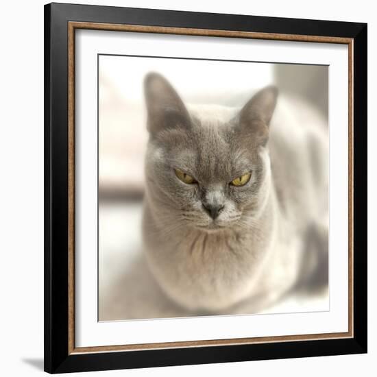 Close Up of a Blue American Burmese Cat-Rona Schwarz-Framed Photographic Print