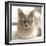 Close Up of a Blue American Burmese Cat-Rona Schwarz-Framed Photographic Print