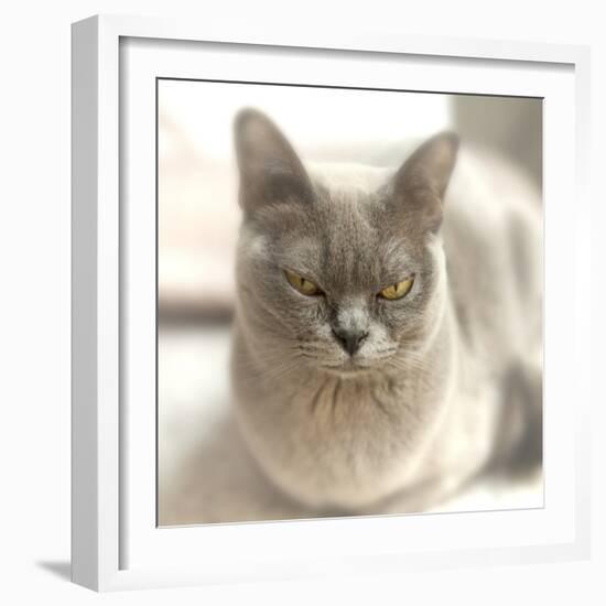 Close Up of a Blue American Burmese Cat-Rona Schwarz-Framed Photographic Print