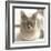 Close Up of a Blue American Burmese Cat-Rona Schwarz-Framed Photographic Print