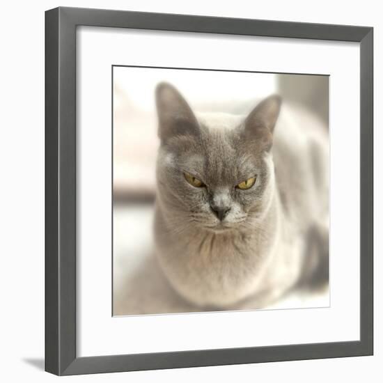 Close Up of a Blue American Burmese Cat-Rona Schwarz-Framed Photographic Print