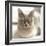 Close Up of a Blue American Burmese Cat-Rona Schwarz-Framed Photographic Print