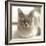 Close Up of a Blue American Burmese Cat-Rona Schwarz-Framed Photographic Print