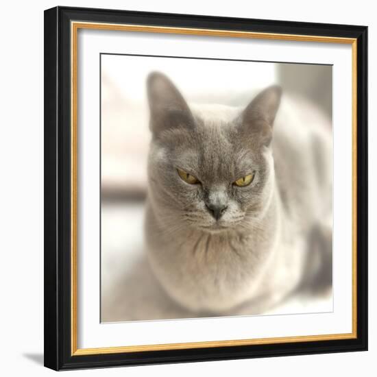 Close Up of a Blue American Burmese Cat-Rona Schwarz-Framed Photographic Print