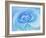 Close-Up of a Blue Rose-Adam Jones-Framed Photographic Print