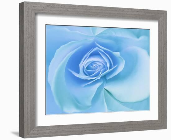 Close-Up of a Blue Rose-Adam Jones-Framed Photographic Print