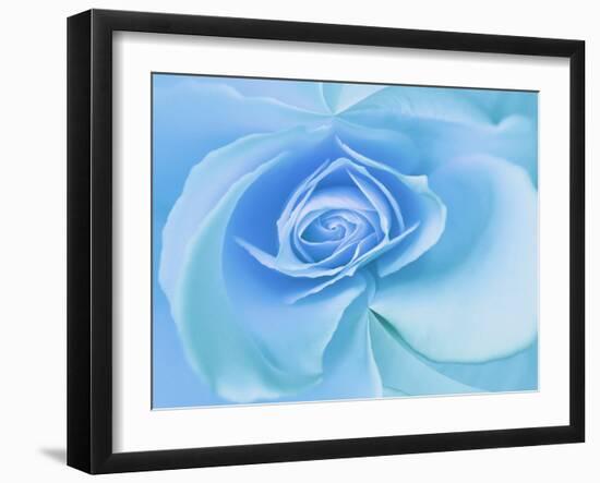 Close-Up of a Blue Rose-Adam Jones-Framed Photographic Print