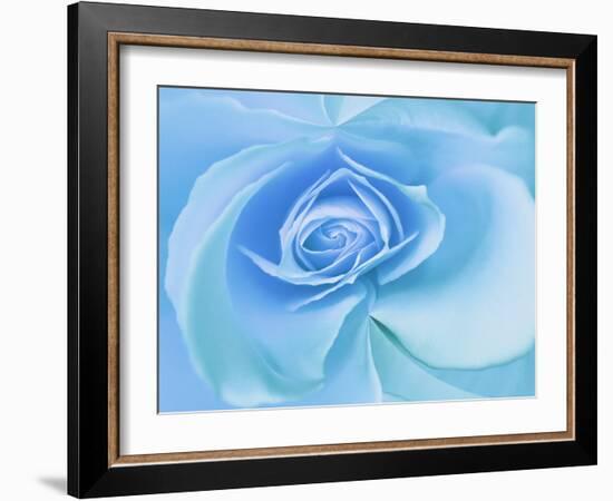 Close-Up of a Blue Rose-Adam Jones-Framed Photographic Print