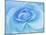 Close-Up of a Blue Rose-Adam Jones-Mounted Photographic Print