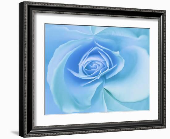 Close-Up of a Blue Rose-Adam Jones-Framed Photographic Print