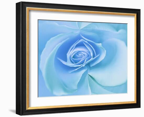 Close-Up of a Blue Rose-Adam Jones-Framed Photographic Print