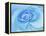 Close-Up of a Blue Rose-Adam Jones-Framed Premier Image Canvas