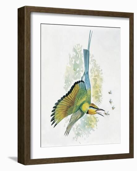 Close-Up of a Blue-Tailed Bee-Eater (Merops Philippinus) Flying and Eating Insects-null-Framed Giclee Print