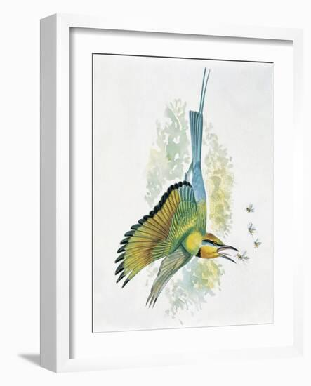 Close-Up of a Blue-Tailed Bee-Eater (Merops Philippinus) Flying and Eating Insects-null-Framed Giclee Print