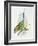 Close-Up of a Blue-Tailed Bee-Eater (Merops Philippinus) Flying and Eating Insects-null-Framed Giclee Print