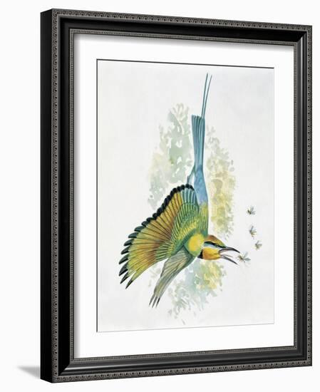 Close-Up of a Blue-Tailed Bee-Eater (Merops Philippinus) Flying and Eating Insects-null-Framed Giclee Print