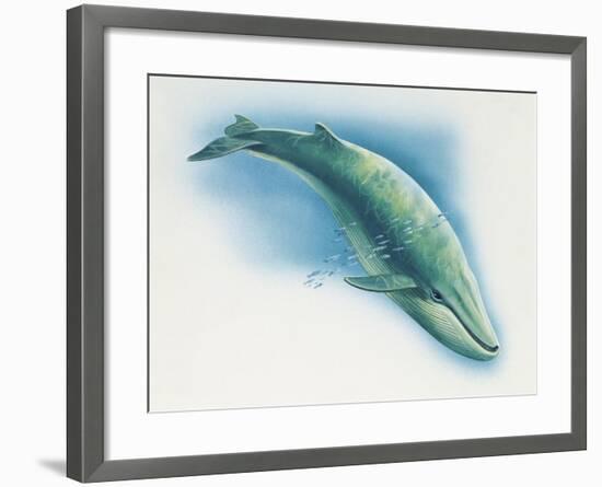 Close-Up of a Blue Whale Swimming Underwater (Balaenoptera Musculus)-null-Framed Giclee Print