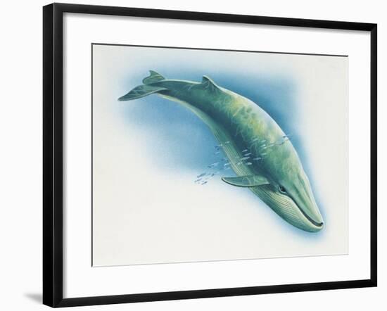 Close-Up of a Blue Whale Swimming Underwater (Balaenoptera Musculus)-null-Framed Giclee Print