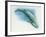 Close-Up of a Blue Whale Swimming Underwater (Balaenoptera Musculus)-null-Framed Giclee Print