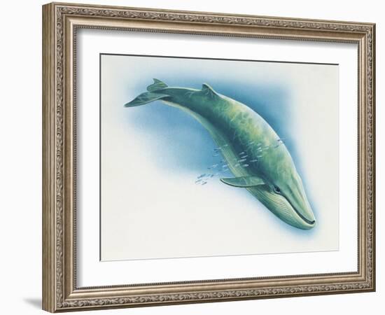 Close-Up of a Blue Whale Swimming Underwater (Balaenoptera Musculus)-null-Framed Giclee Print