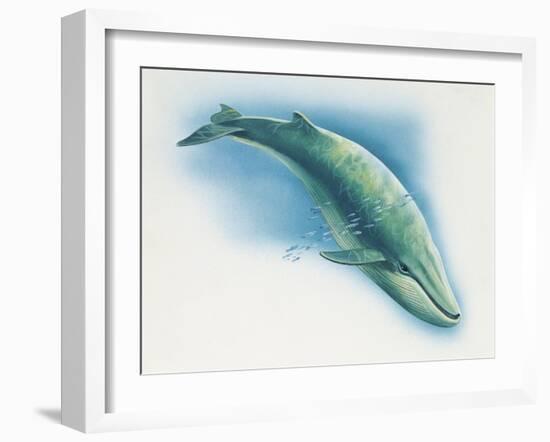 Close-Up of a Blue Whale Swimming Underwater (Balaenoptera Musculus)-null-Framed Giclee Print