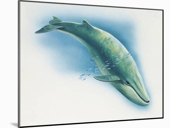 Close-Up of a Blue Whale Swimming Underwater (Balaenoptera Musculus)-null-Mounted Giclee Print