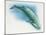 Close-Up of a Blue Whale Swimming Underwater (Balaenoptera Musculus)-null-Mounted Giclee Print