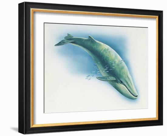 Close-Up of a Blue Whale Swimming Underwater (Balaenoptera Musculus)-null-Framed Giclee Print