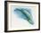 Close-Up of a Blue Whale Swimming Underwater (Balaenoptera Musculus)-null-Framed Giclee Print