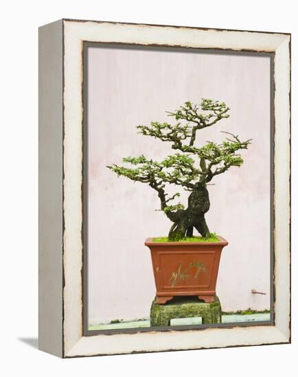 Close-Up of a Bonzai Tree at Thien Mu Pagoda, Hue, Vietnam, Indochina, Southeast Asia, Asia-Matthew Williams-Ellis-Framed Premier Image Canvas