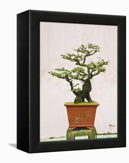 Close-Up of a Bonzai Tree at Thien Mu Pagoda, Hue, Vietnam, Indochina, Southeast Asia, Asia-Matthew Williams-Ellis-Framed Premier Image Canvas