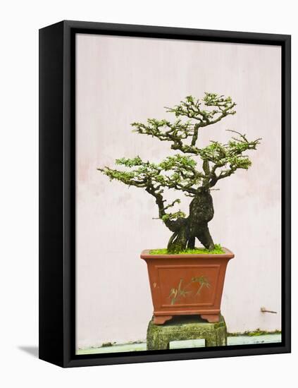 Close-Up of a Bonzai Tree at Thien Mu Pagoda, Hue, Vietnam, Indochina, Southeast Asia, Asia-Matthew Williams-Ellis-Framed Premier Image Canvas