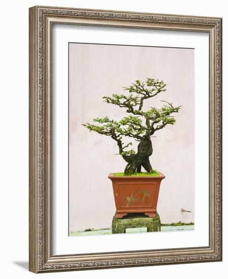 Close-Up of a Bonzai Tree at Thien Mu Pagoda, Hue, Vietnam, Indochina, Southeast Asia, Asia-Matthew Williams-Ellis-Framed Photographic Print