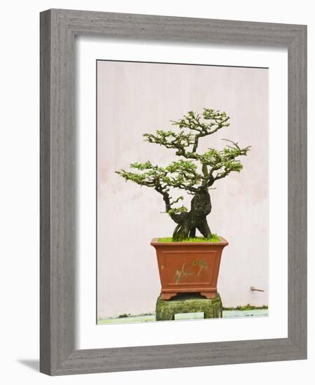 Close-Up of a Bonzai Tree at Thien Mu Pagoda, Hue, Vietnam, Indochina, Southeast Asia, Asia-Matthew Williams-Ellis-Framed Photographic Print