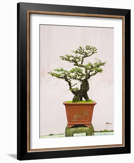 Close-Up of a Bonzai Tree at Thien Mu Pagoda, Hue, Vietnam, Indochina, Southeast Asia, Asia-Matthew Williams-Ellis-Framed Photographic Print