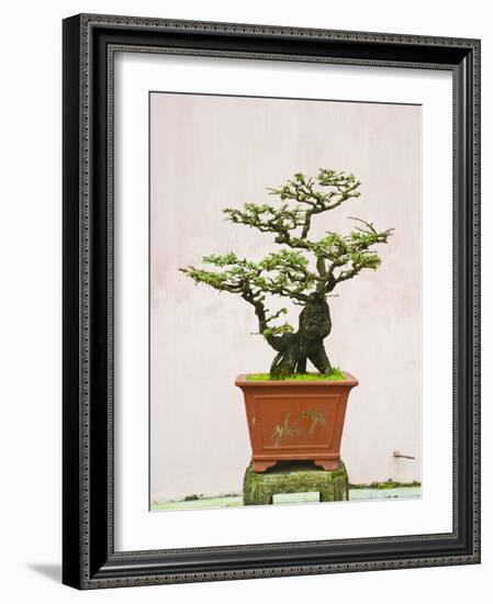 Close-Up of a Bonzai Tree at Thien Mu Pagoda, Hue, Vietnam, Indochina, Southeast Asia, Asia-Matthew Williams-Ellis-Framed Photographic Print