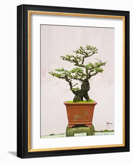 Close-Up of a Bonzai Tree at Thien Mu Pagoda, Hue, Vietnam, Indochina, Southeast Asia, Asia-Matthew Williams-Ellis-Framed Photographic Print