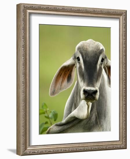 Close-Up of a Brahman Cattle, Cano Negro, Costa Rica-null-Framed Photographic Print